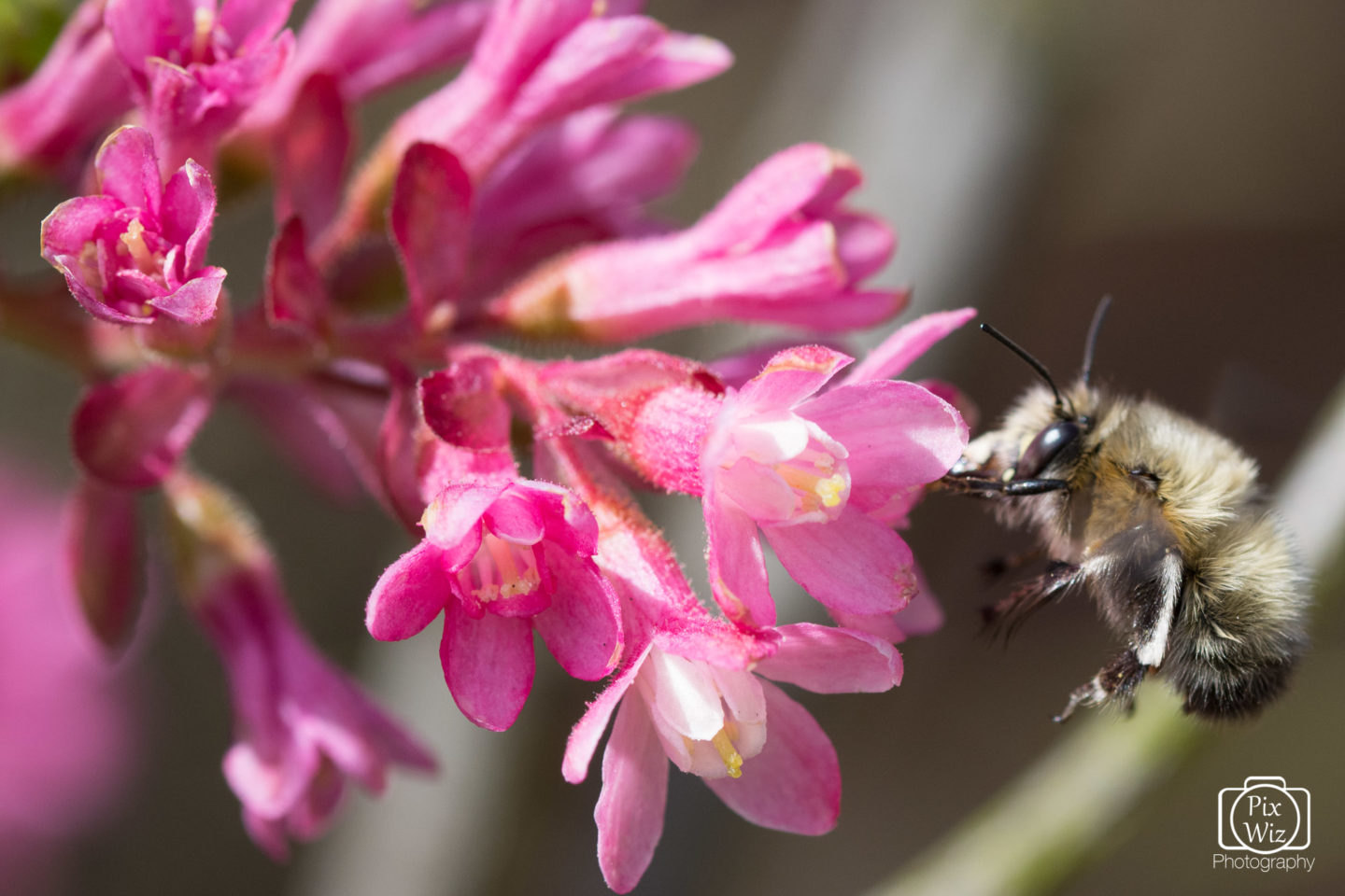 Pollinating Bee