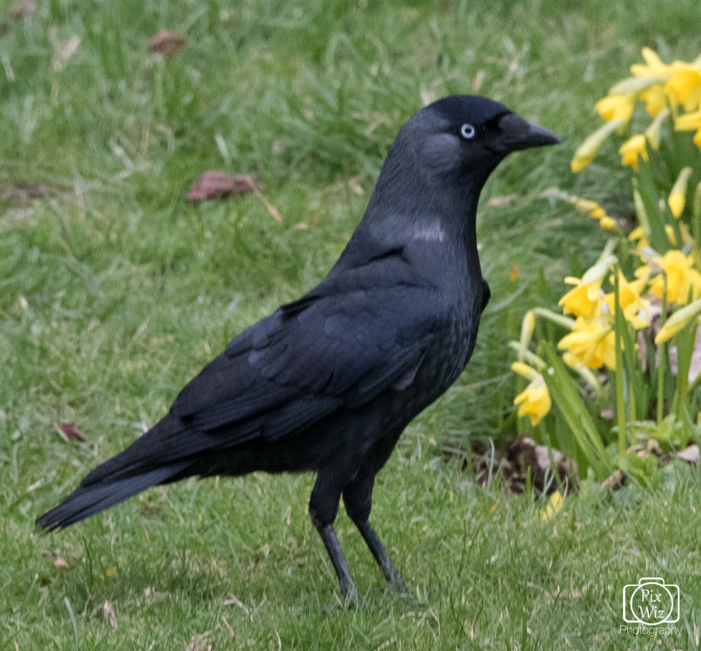 Jackdaw