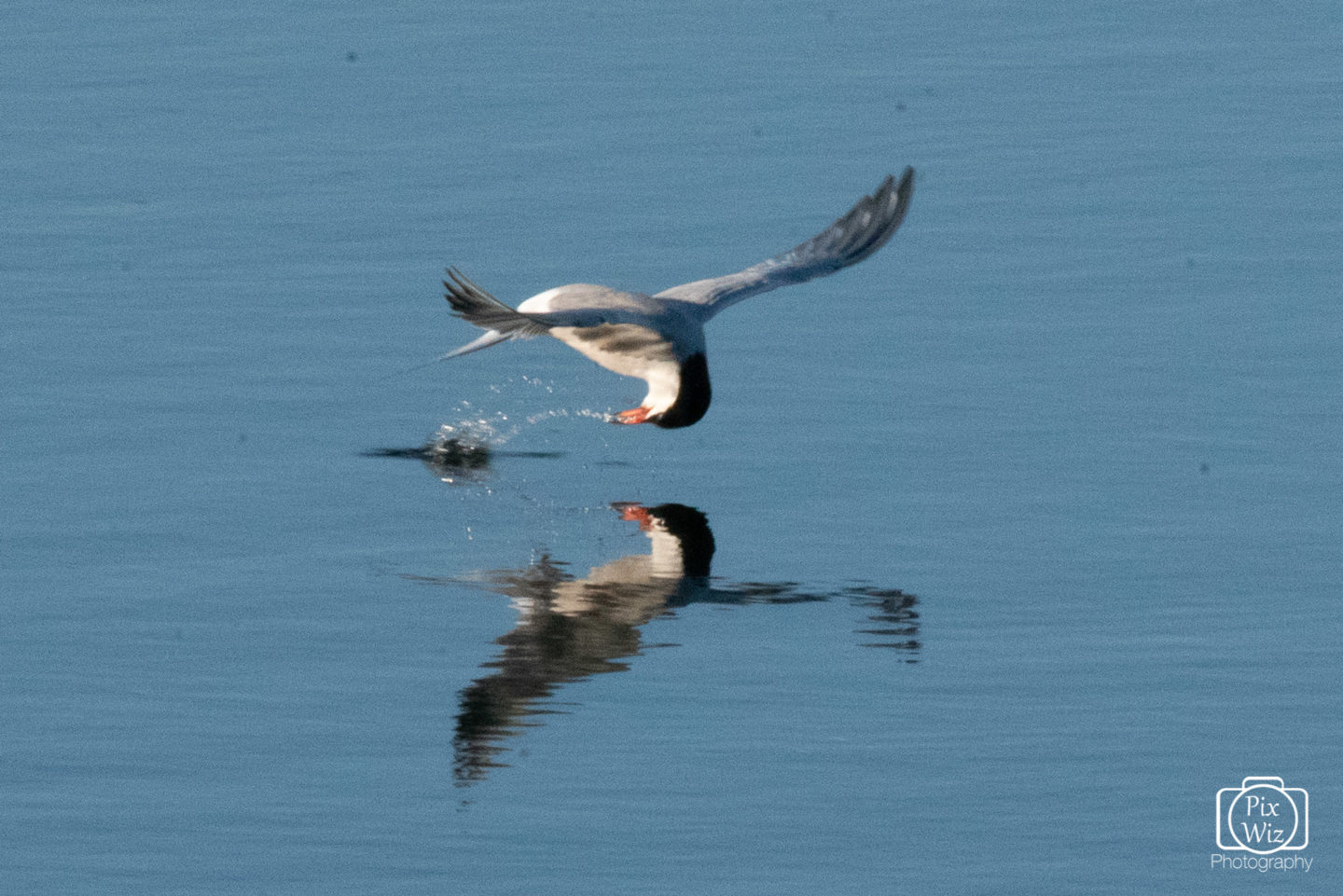 Common Tern