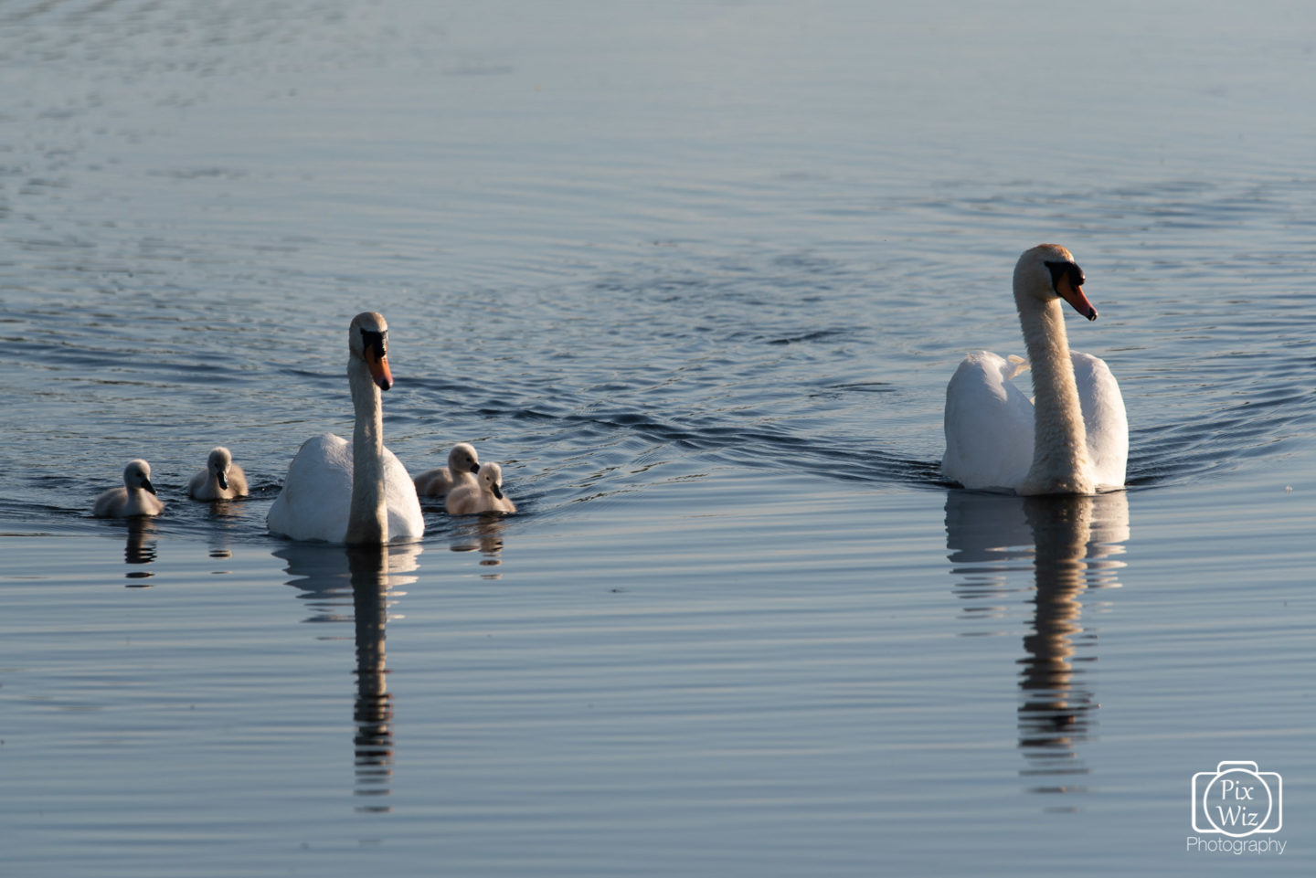 Swans With Cygnets