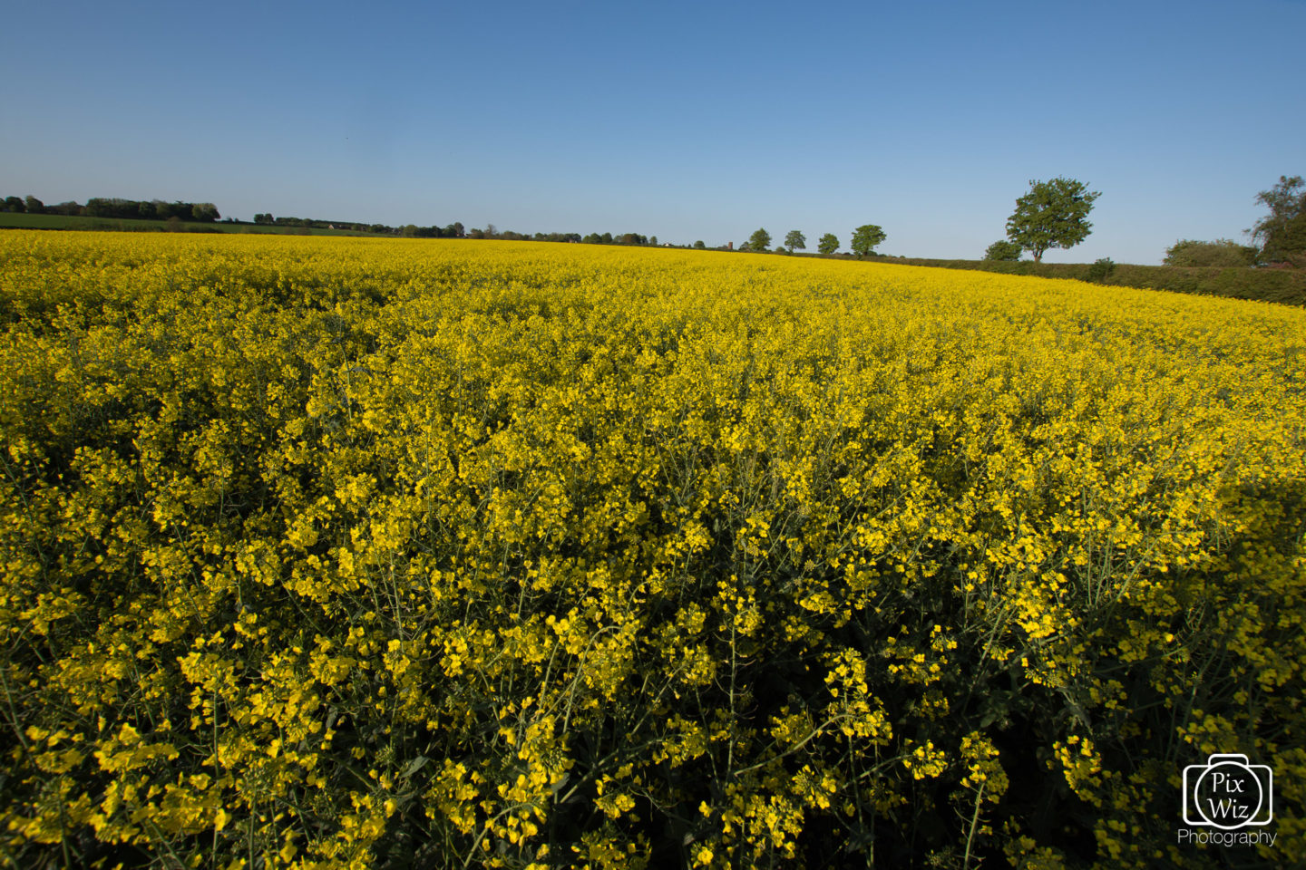 Rapeseed Field In Flower