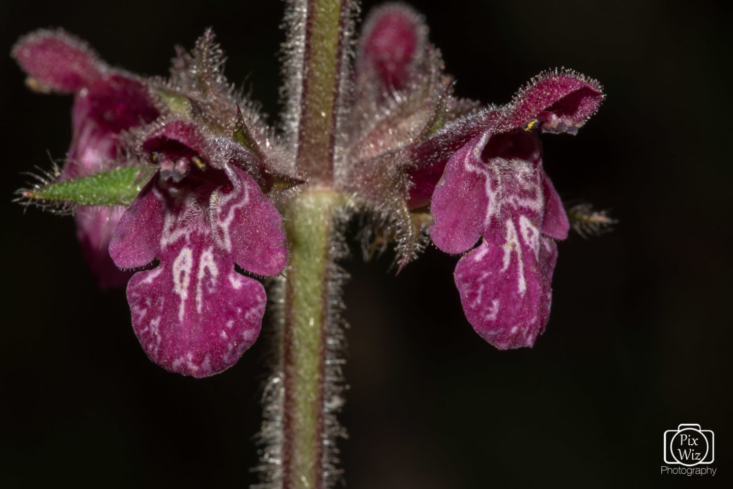 Hedge Woundwort