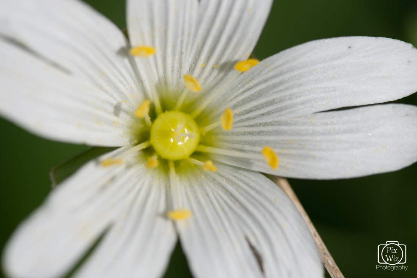 Chickweed