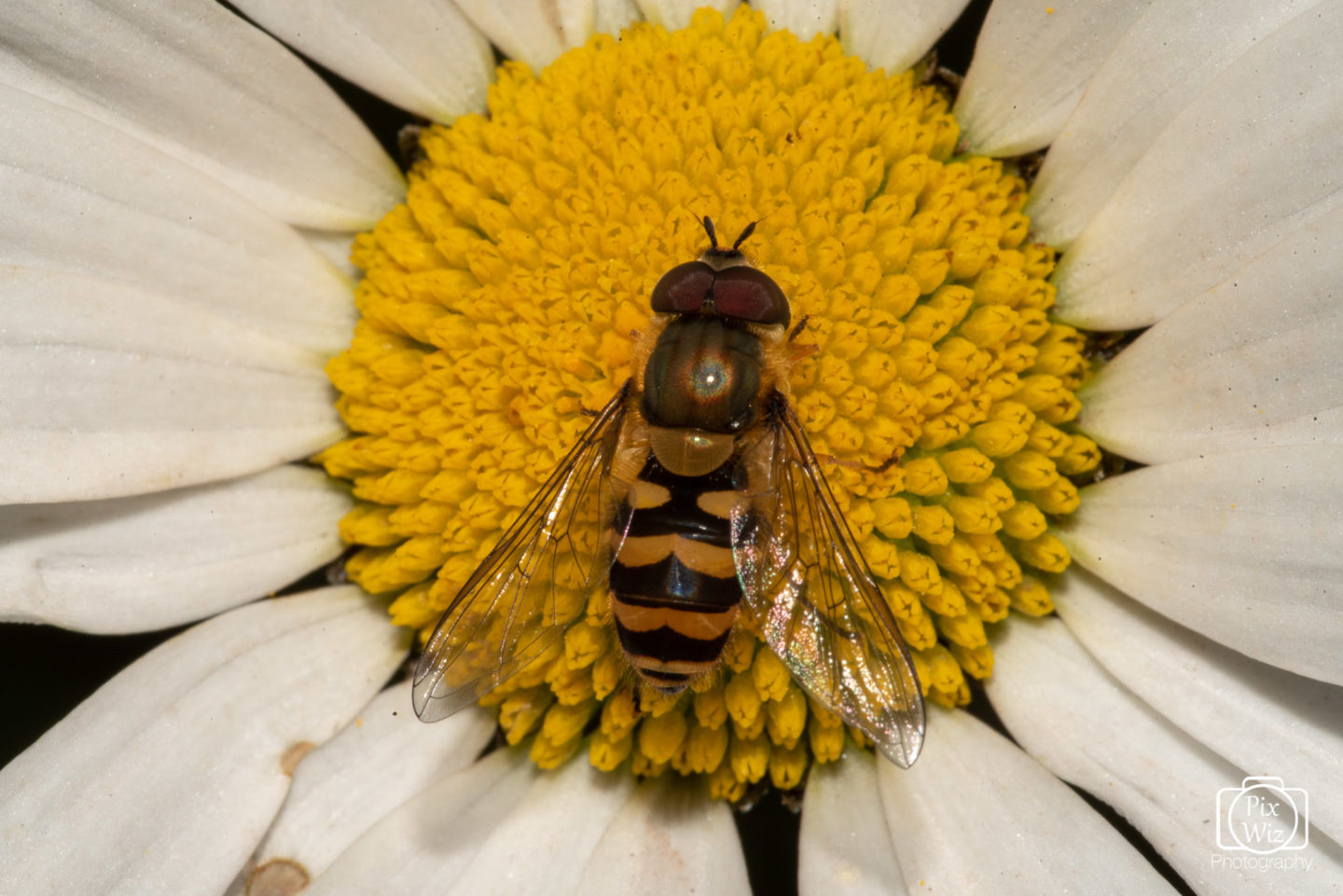 Hornet On Daisy