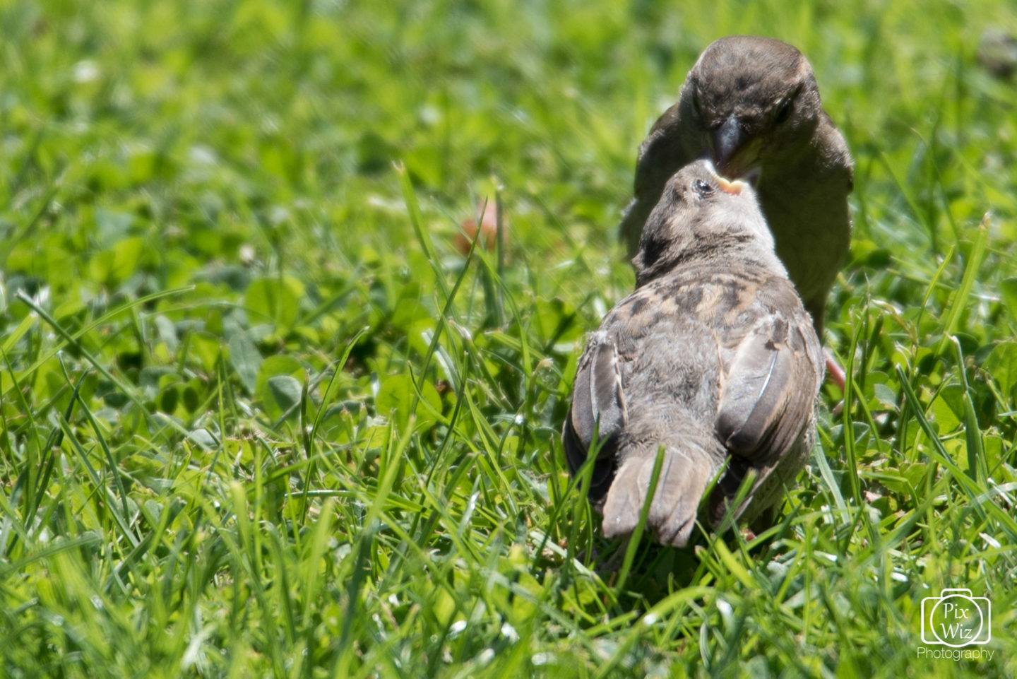 Sparrow feeding young