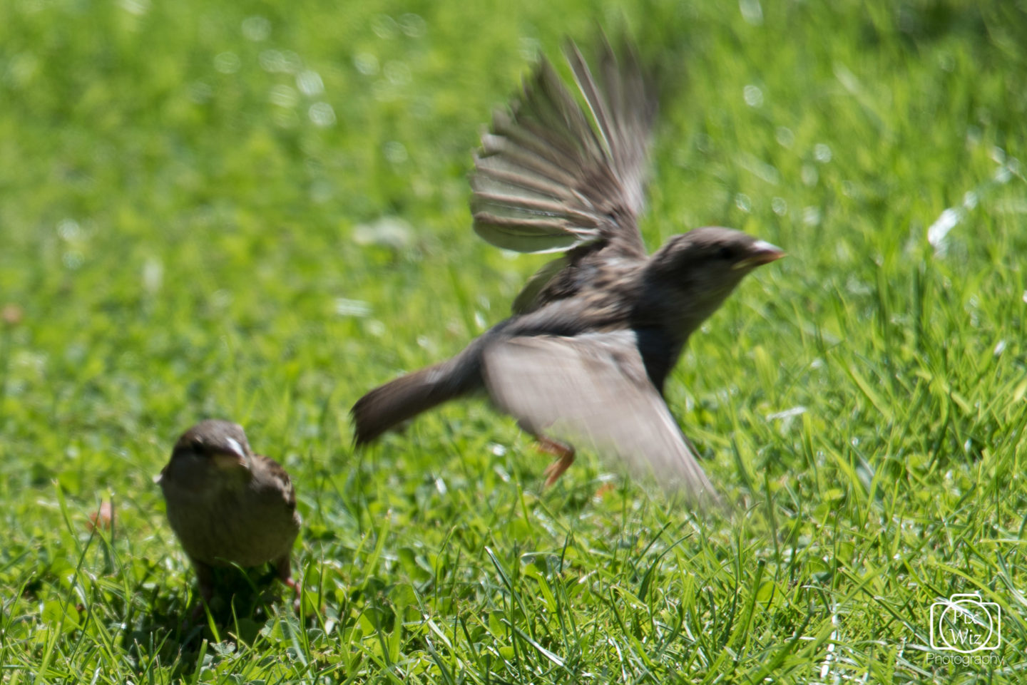 Sparrow feeding young