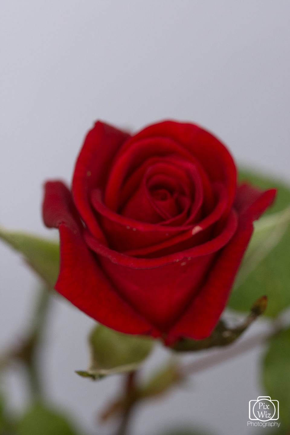 Red Rose