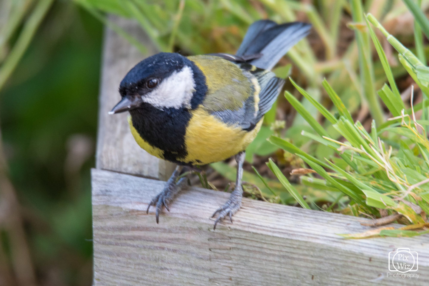 Coal Tit