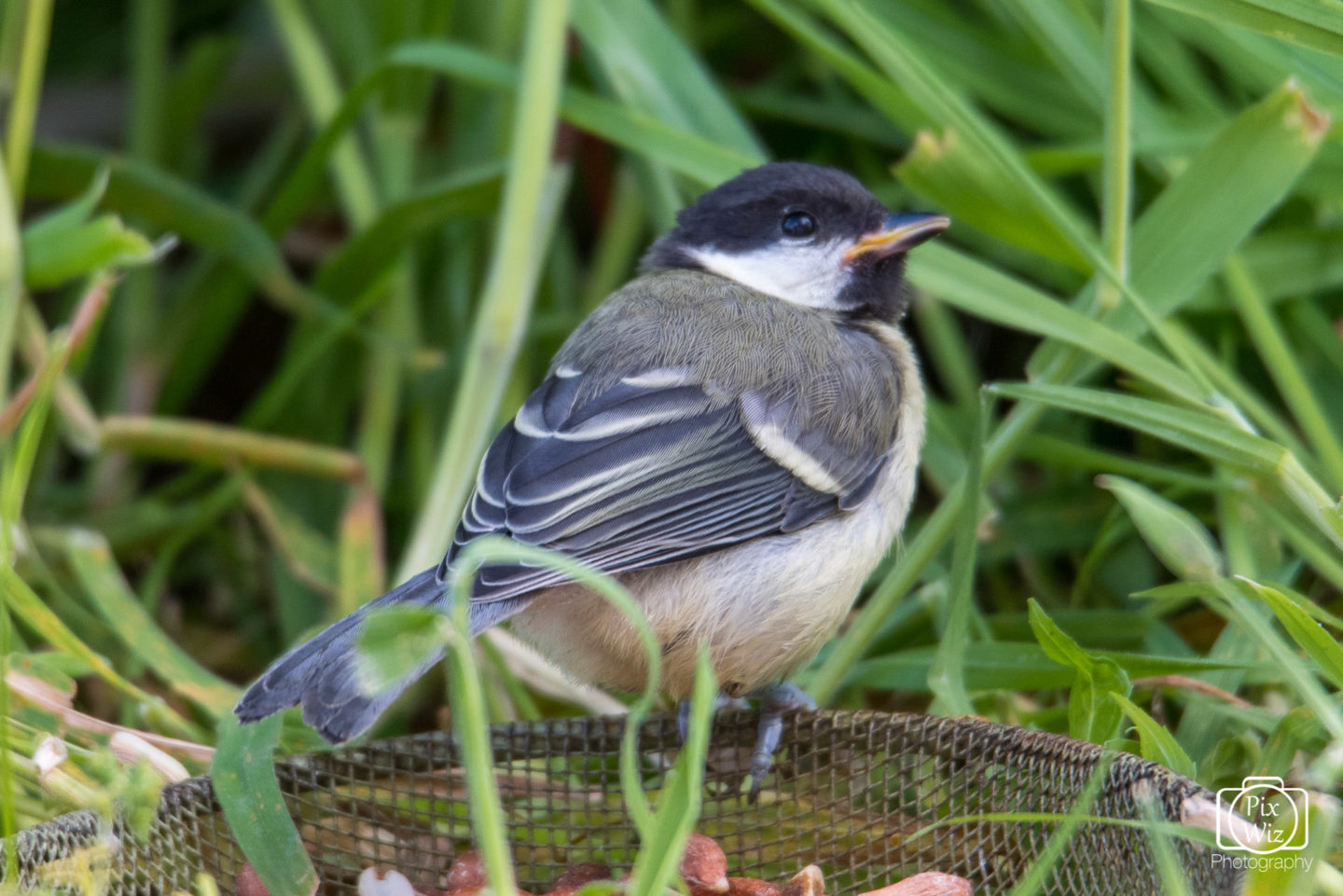 Coal Tit