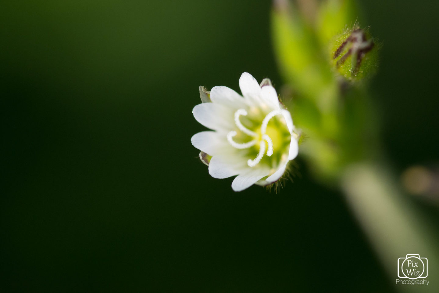 Chickweed