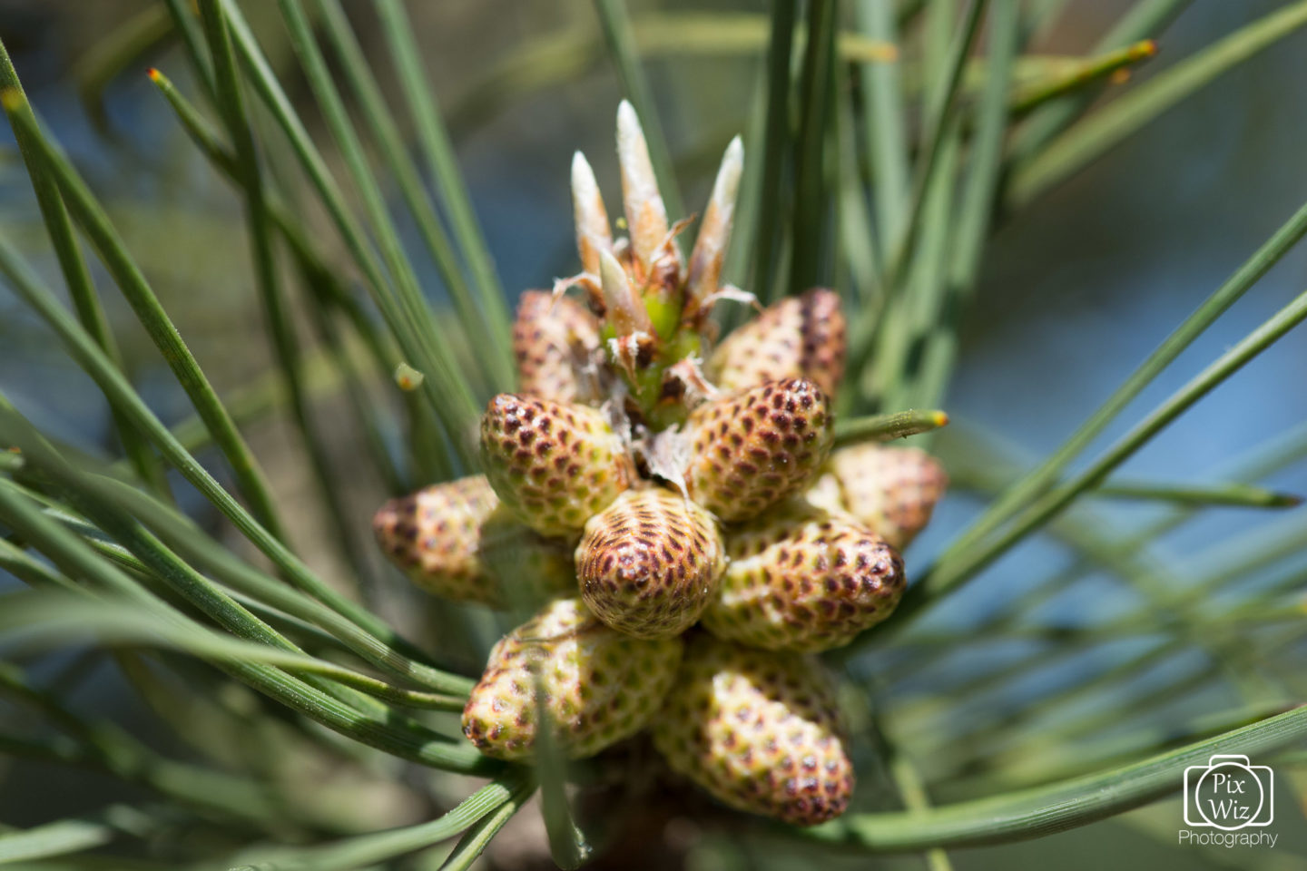 Pine Tree Buds