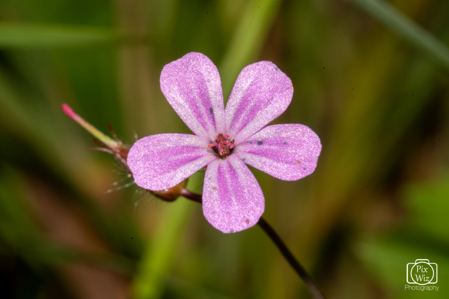 Geranium Robertianum