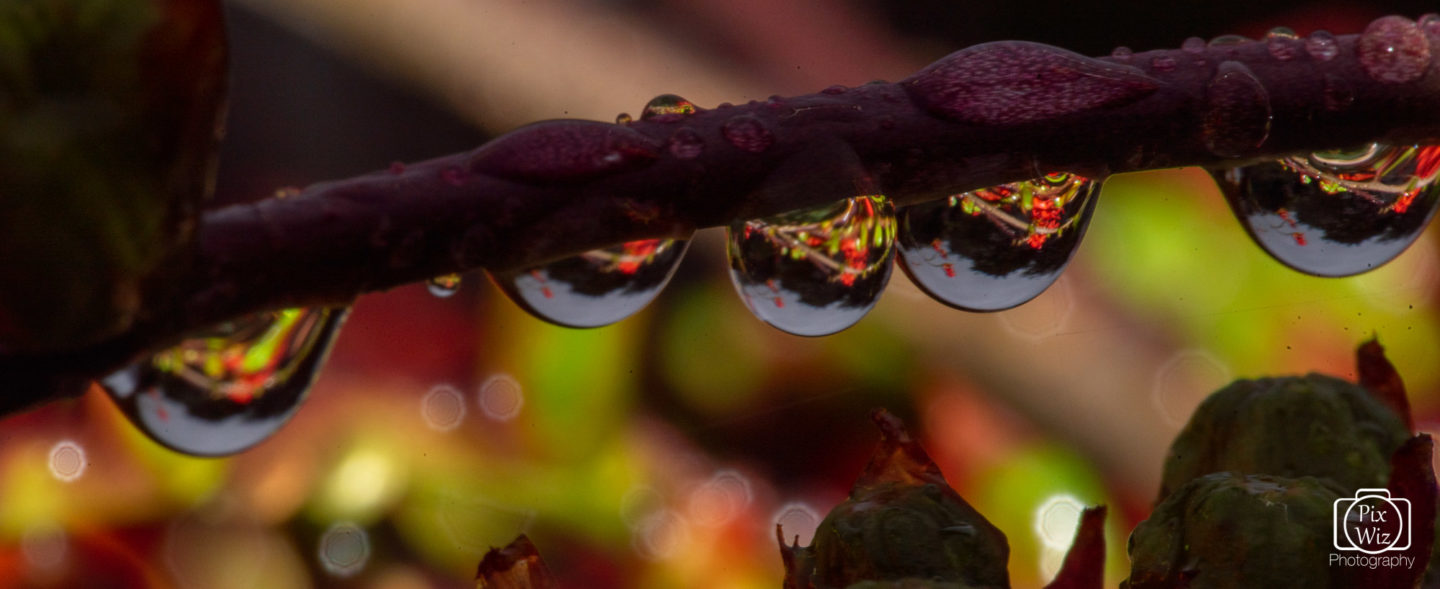 Water Droplets On Orange Devil Flowers