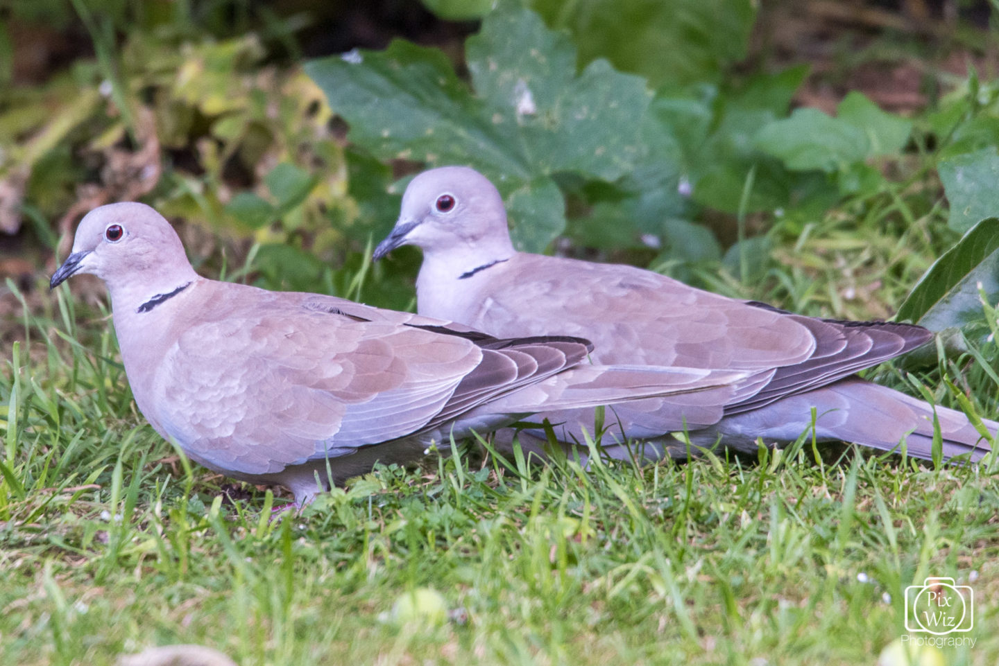 Doves