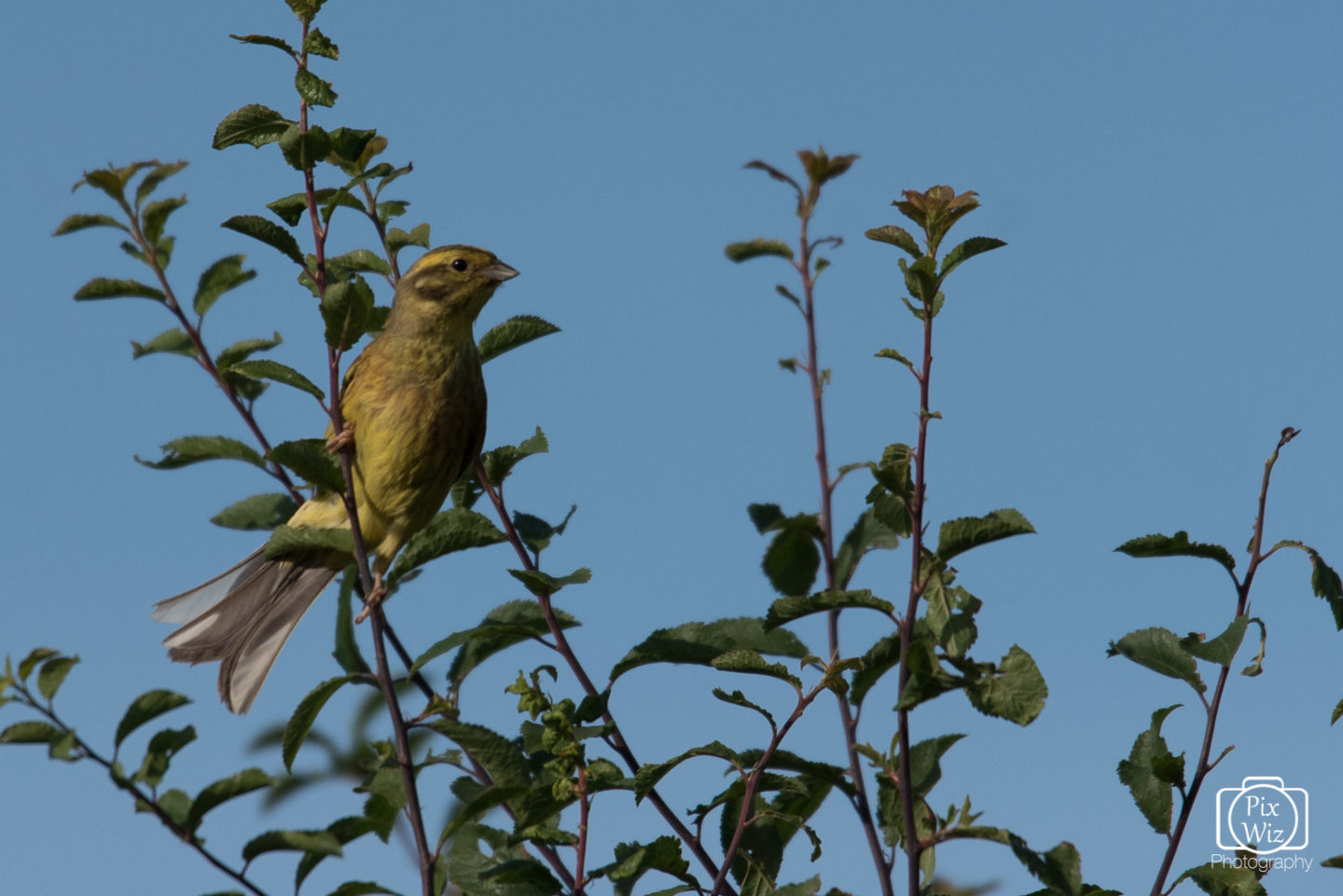 Yellowhammer