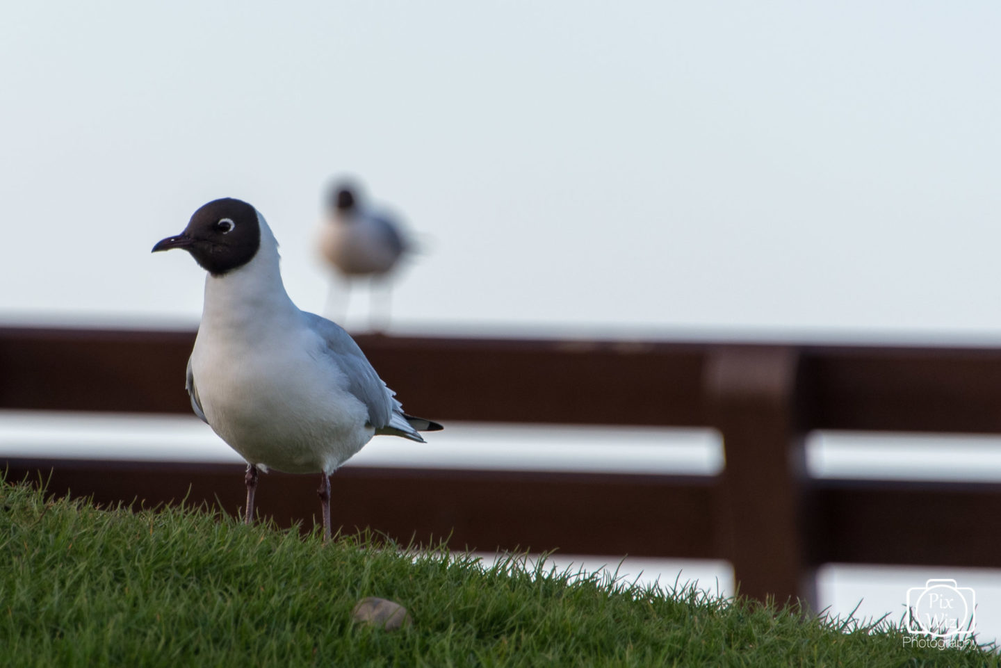 Black-headed Gull