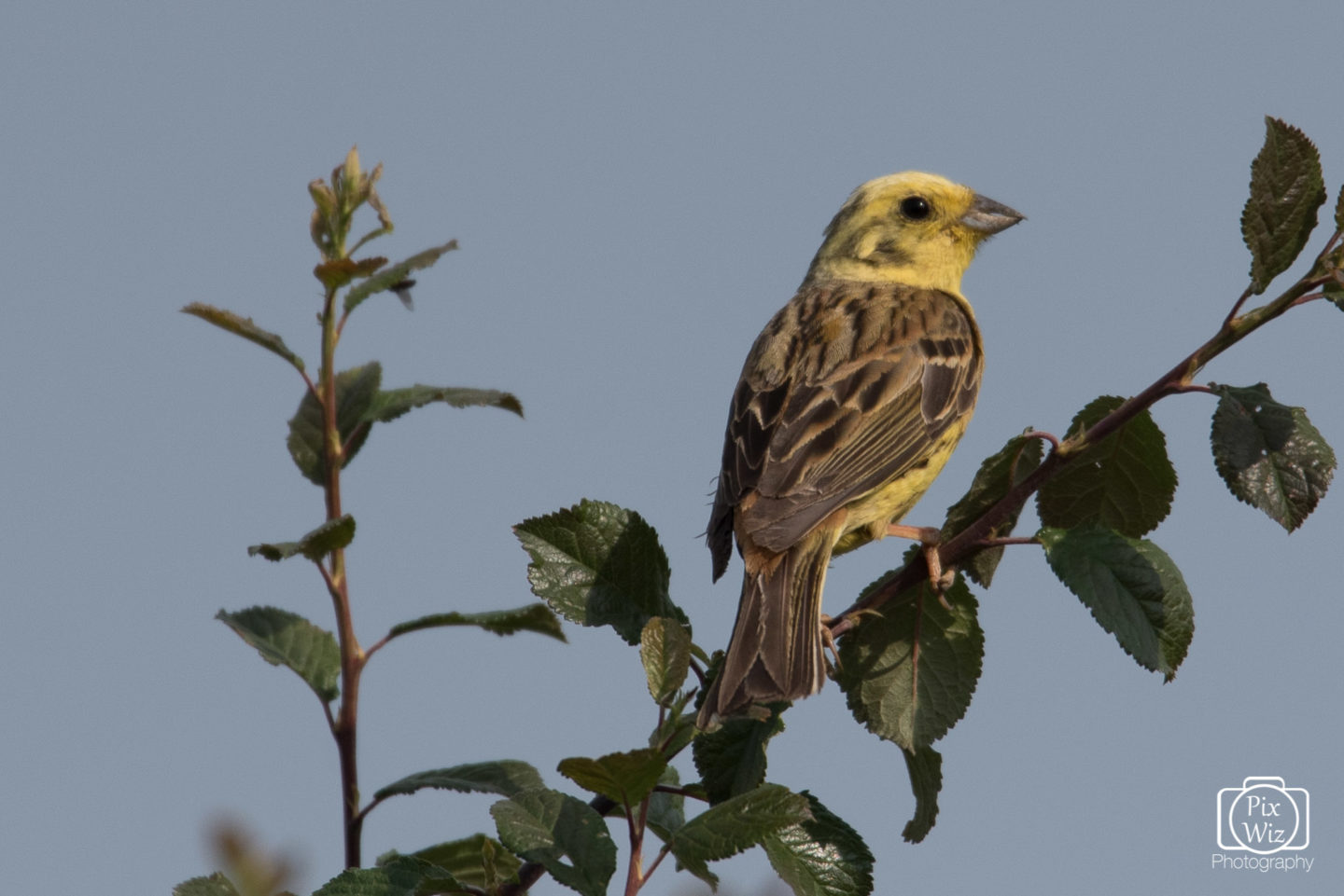 Yellowhammer