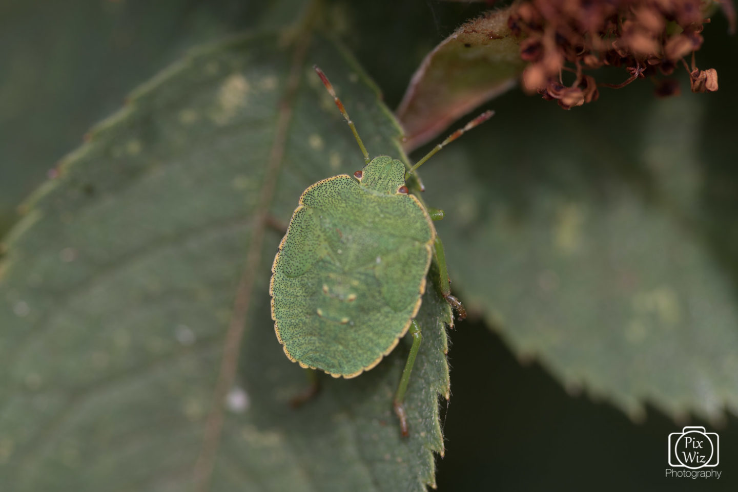 Green Shield Beetle