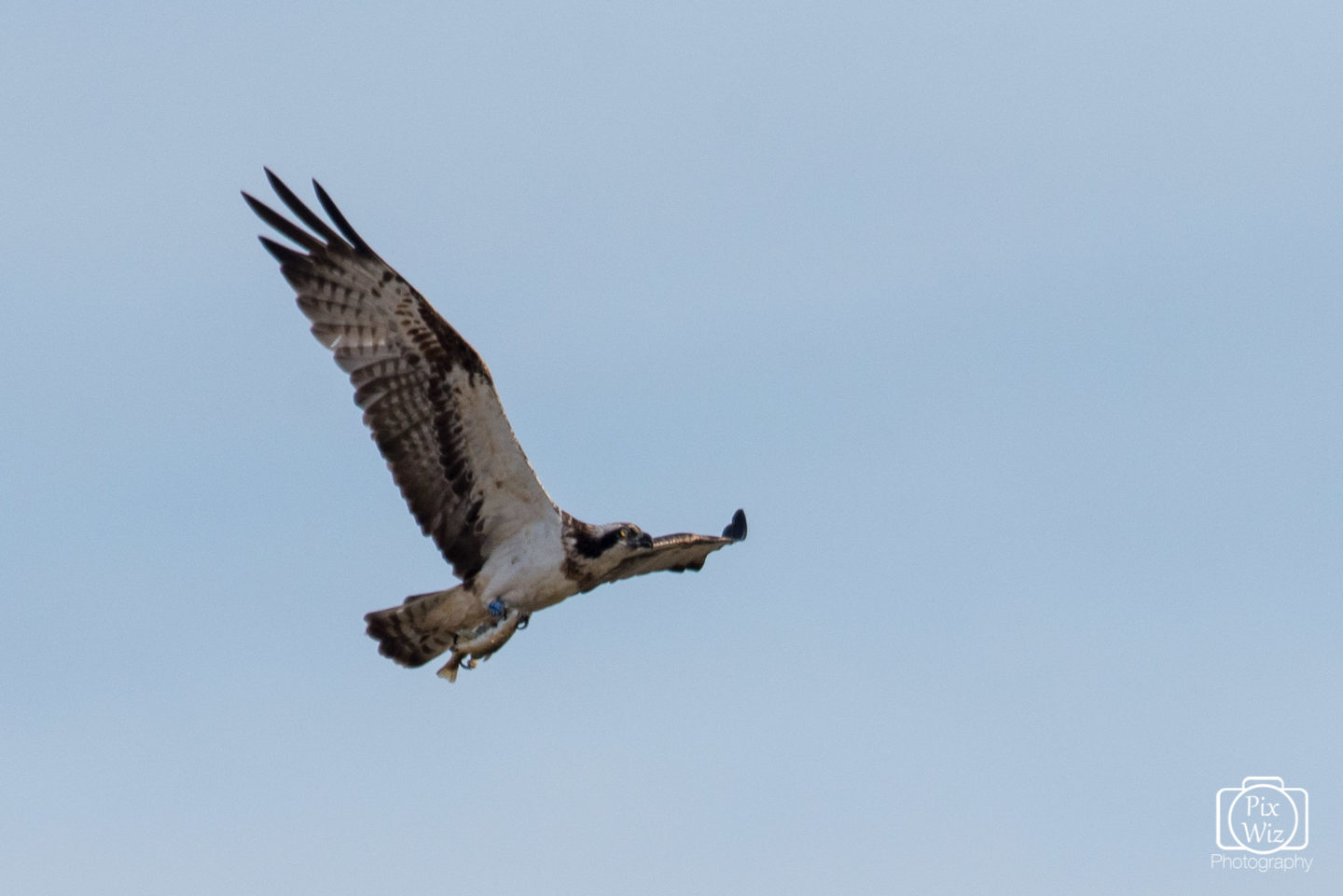 Osprey Fishing