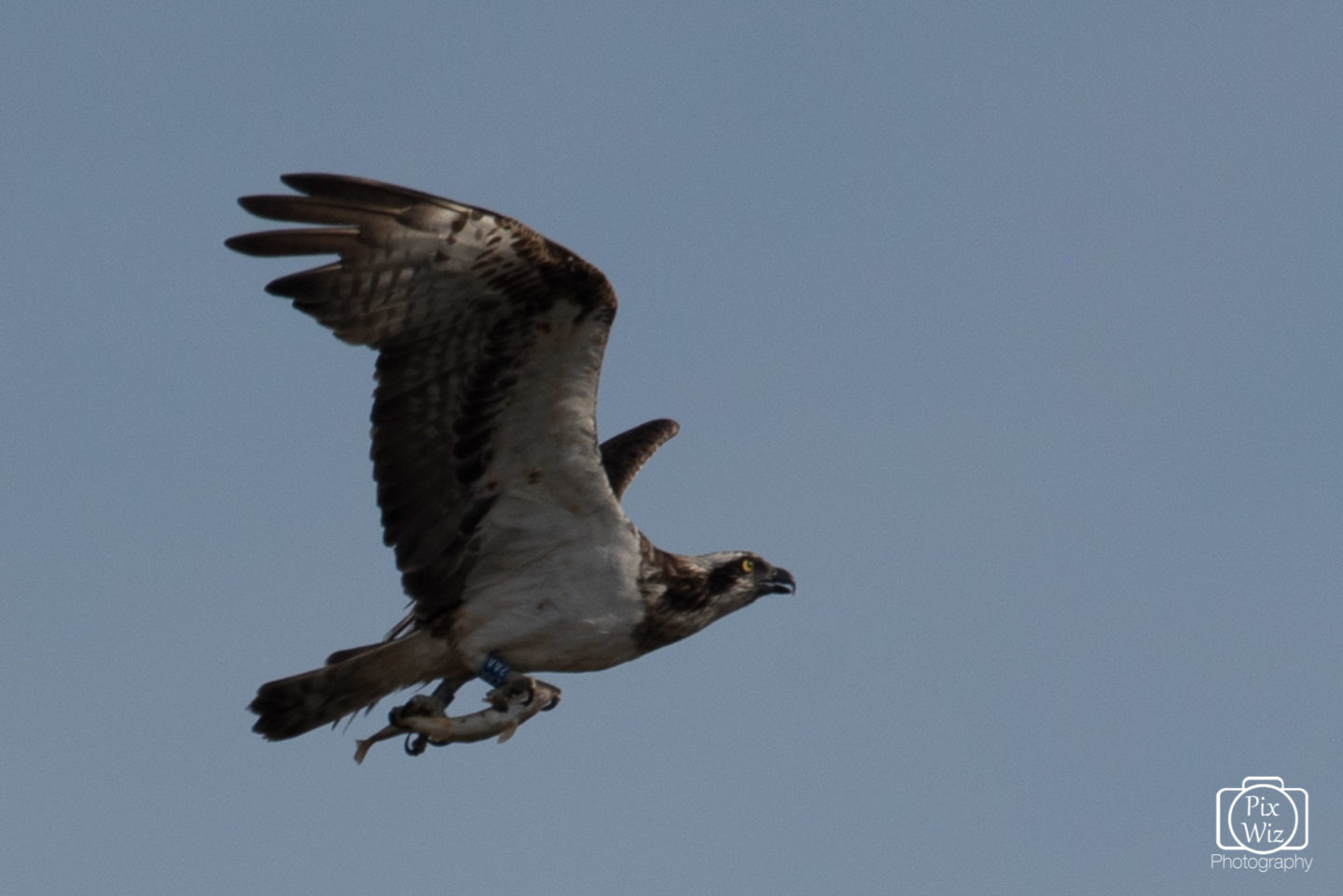 Osprey Fishing