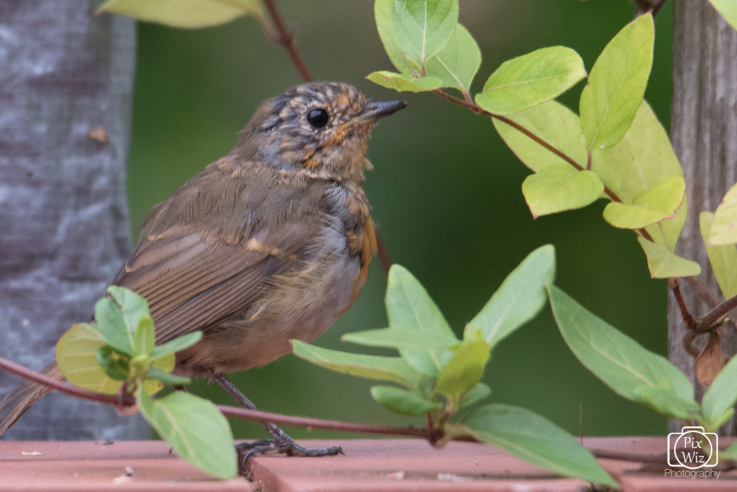 Young Bird