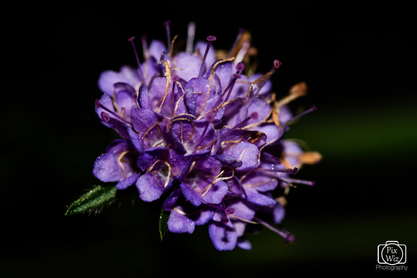 Devil’s-bit scabious