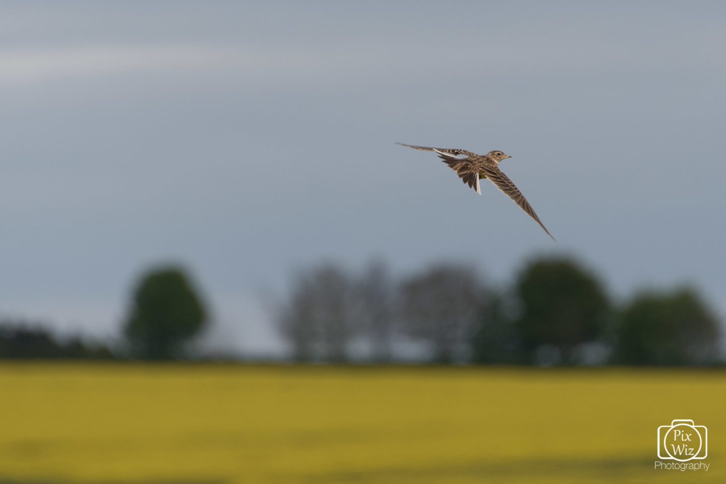 Skylark Over Rapeseed Field