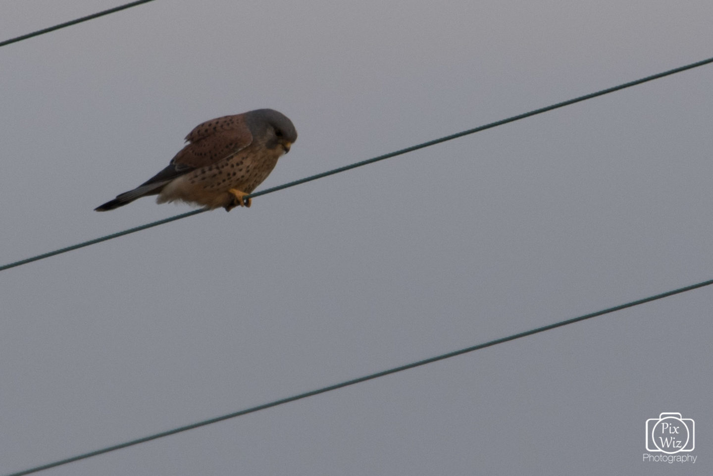 Kestrel