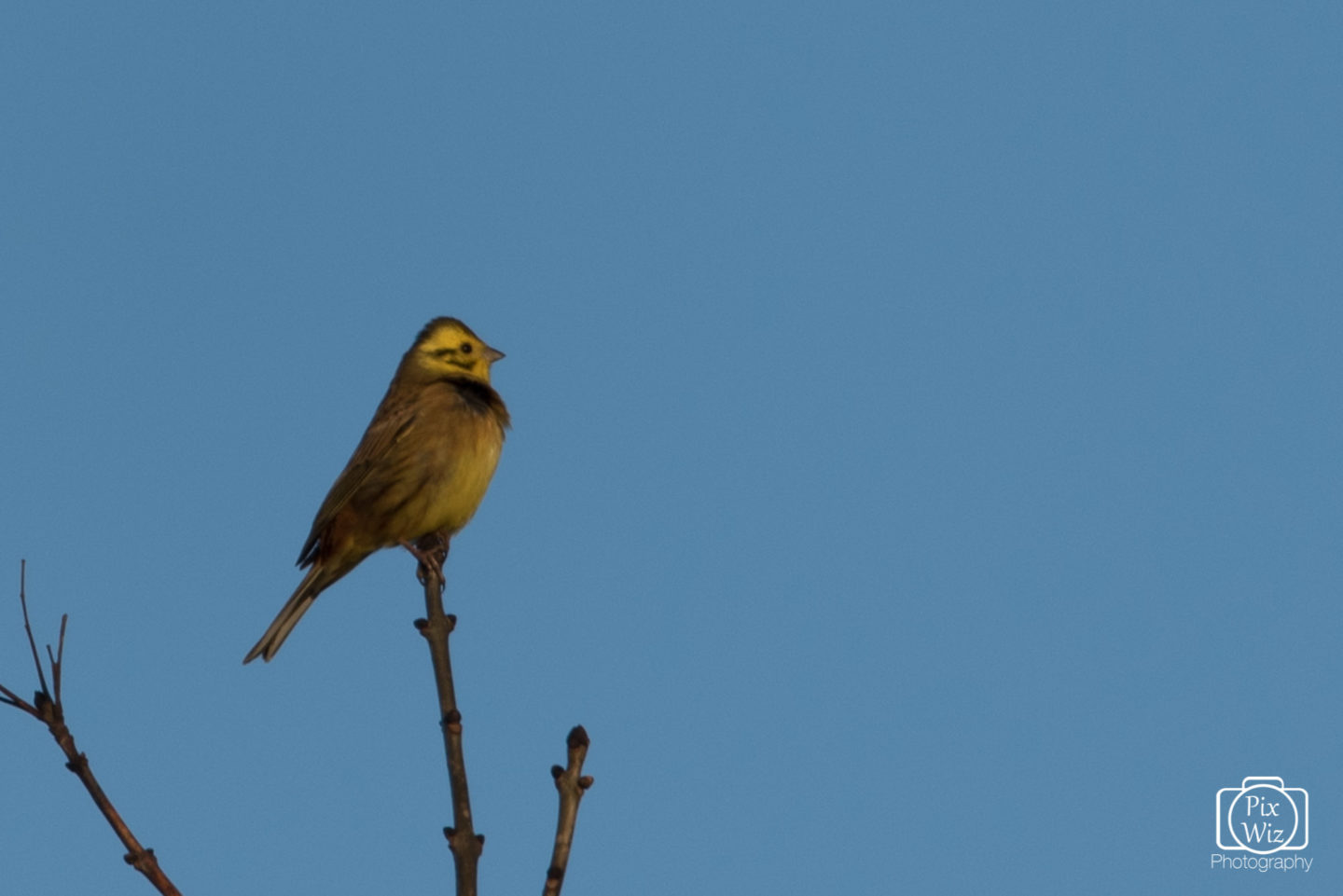 Yellowhammer