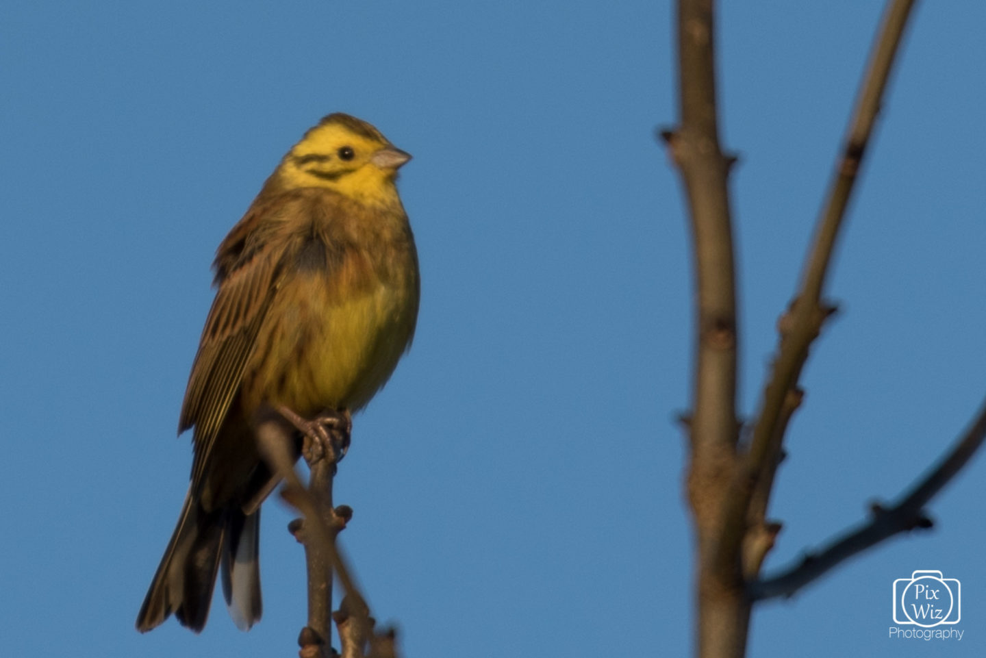 Yellowhammer