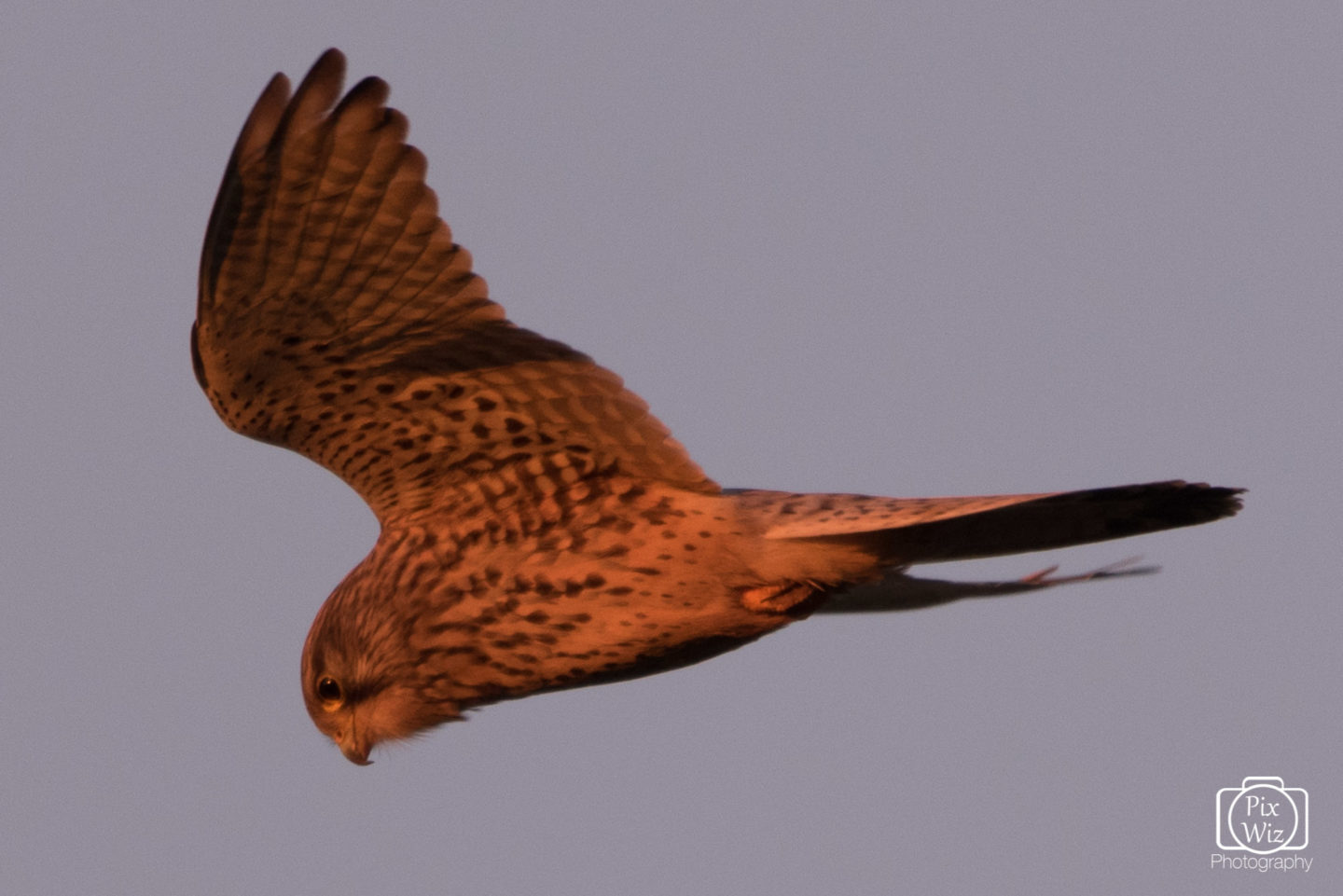 Kestrel