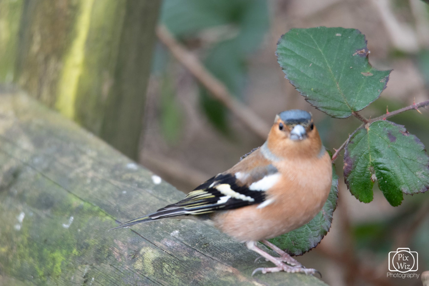 Chaffinch