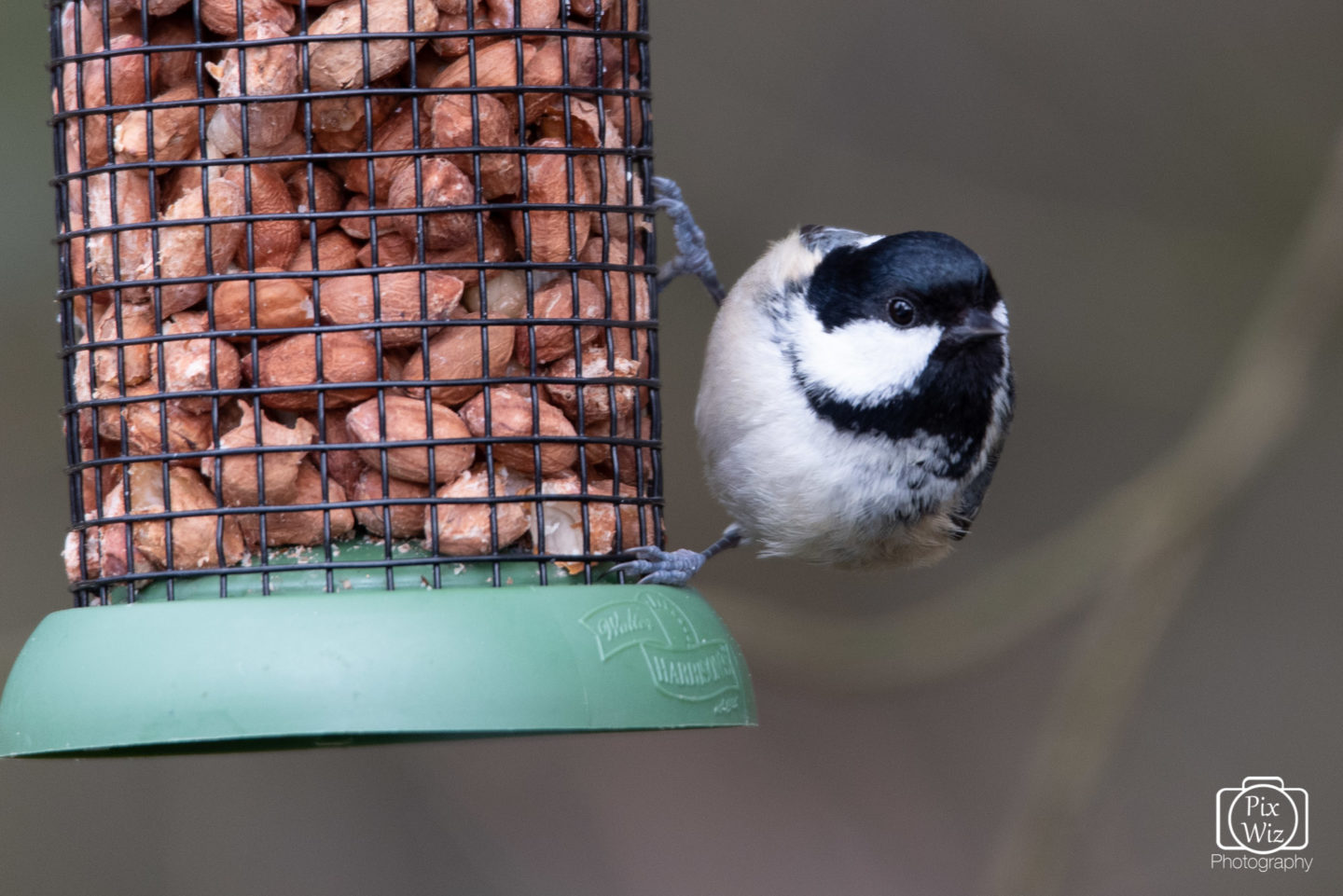 Coal Tit