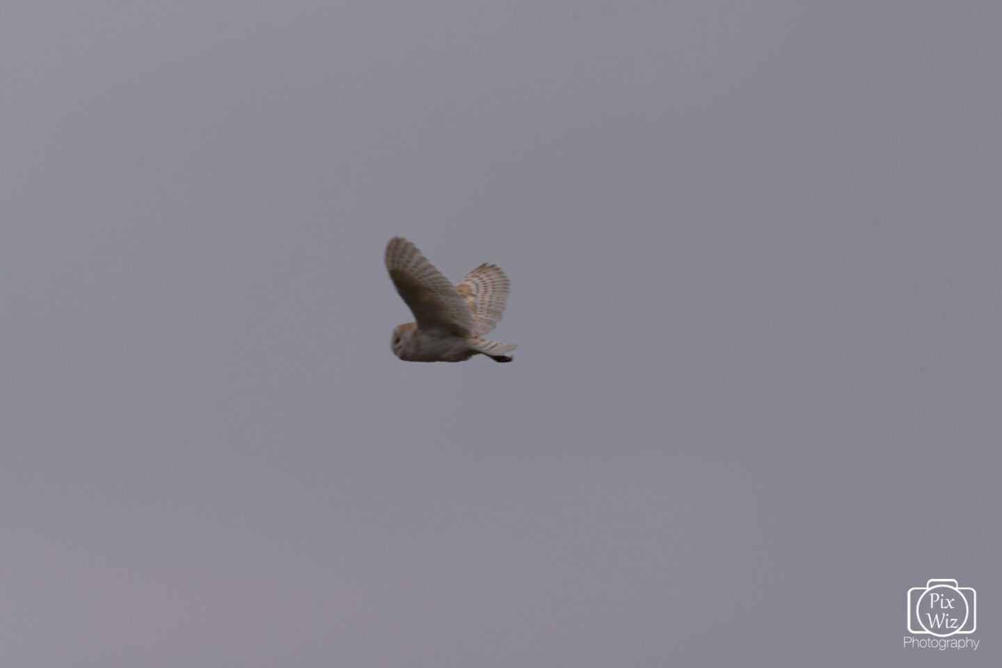 Barn Owl